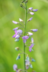 Desmodium illinoense