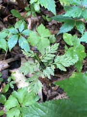 Botrypus virginianus