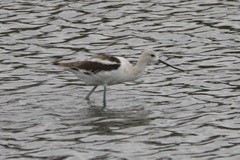 Recurvirostra americana