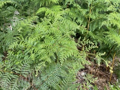 Pteridium esculentum
