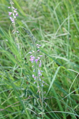 Desmodium illinoense