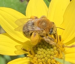 Melissodes trinodis