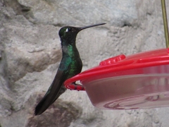 Eugenes fulgens