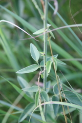 Desmodium illinoense