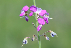 Desmodium illinoense