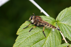 Promachus rufipes