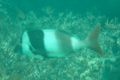 Pseudogoniistius nigripes