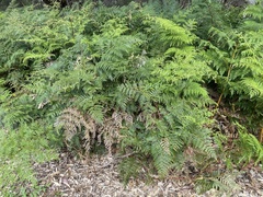 Pteridium esculentum