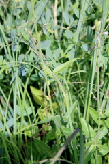 Desmodium illinoense
