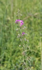Desmodium illinoense
