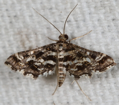 Diasemiopsis leodocusalis