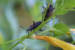 Largus cinctus