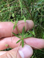 Polygala verticillata isocycla