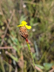 Xyris fimbriata