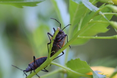 Largus cinctus