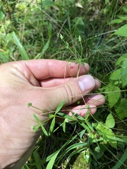 Polygala verticillata isocycla