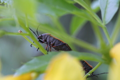Largus cinctus