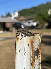 Neomochtherus willistoni