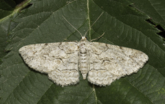 Iridopsis defectaria