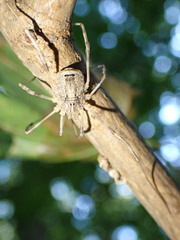 Odiellus spinosus