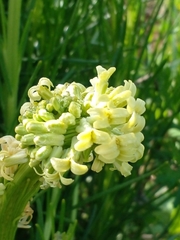 Menonvillea linearis