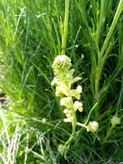 Menonvillea linearis
