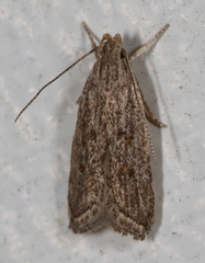 Helcystogramma chambersella