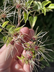 Clematis vitalba