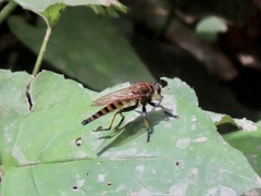 Promachus rufipes