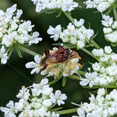 Phymata pennsylvanica