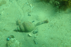 Propefusus australis