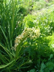 Menonvillea linearis