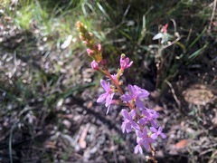 Stylidium graminifolium