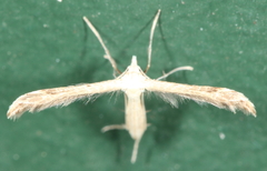 Lioptilodes albistriolatus