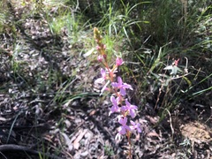 Stylidium graminifolium