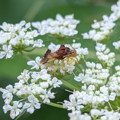 Phymata pennsylvanica