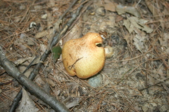 Suillus granulatus