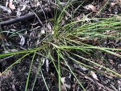 Stylidium graminifolium