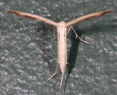 Lioptilodes albistriolatus
