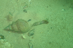 Propefusus australis