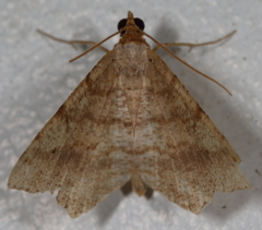 Macaria transitaria