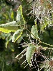 Clematis vitalba