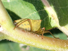 Euschistus servus euschistoides