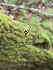 Micrathena sagittata