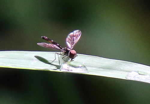 Dusky-winged Hover Fly photo 5