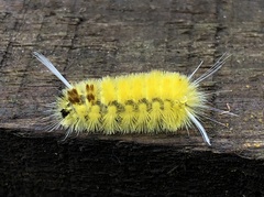 Lophocampa