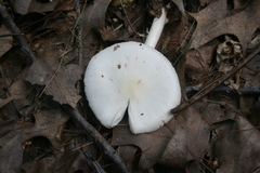 Amanita multisquamosa