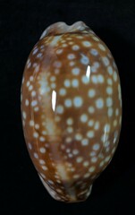 Macrocypraea zebra