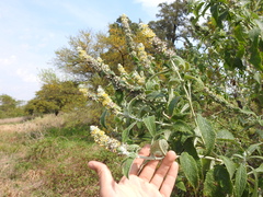 Buddleja stachyoides