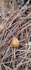 Conocybe tenera